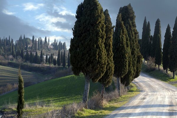 Incredibile Toscana italiana. Alberi lungo la strada