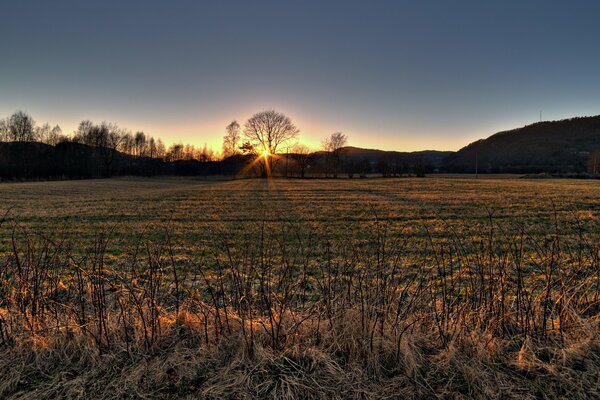 Sagome di alberi contro il sole al tramonto