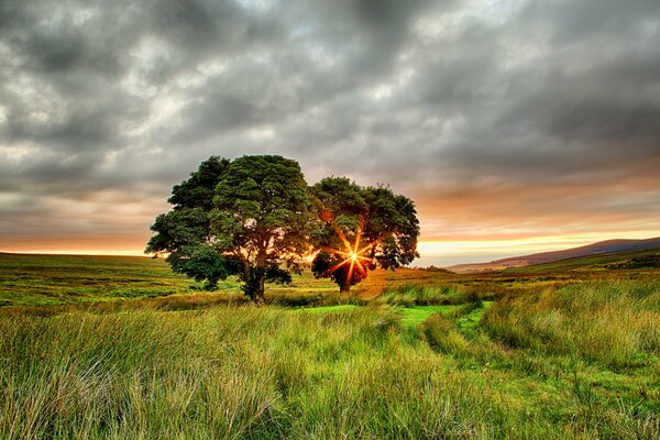 Landschaft im Sommer in einem Feld mit Bäumen in Irland
