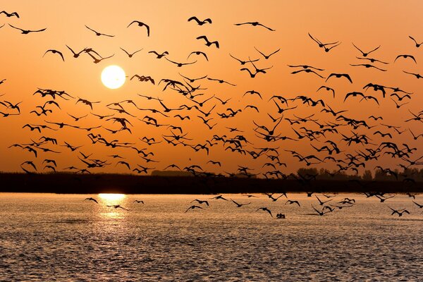 Bandadas de pájaros en el horizonte