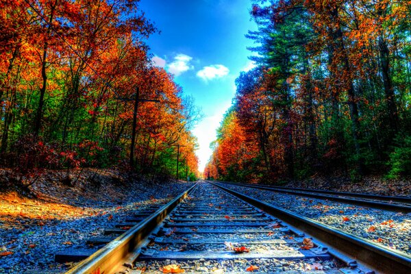 Abandoned railways in the autumn forest