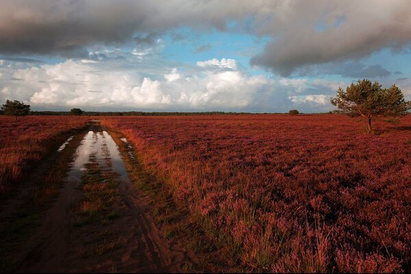 A beautiful day after the rain