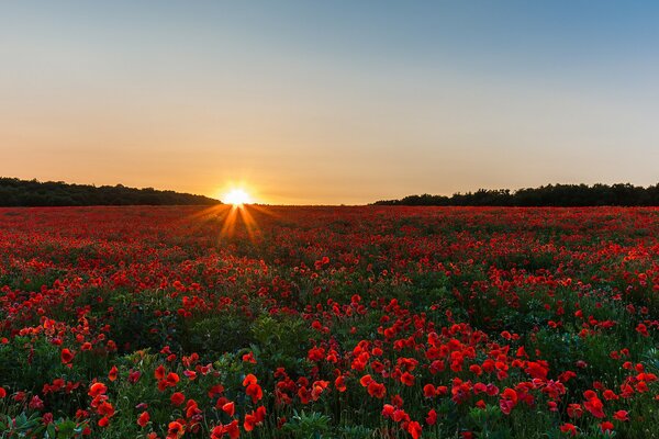 Poppy field at sunrise