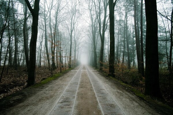 A trail in the misty forest leading to the void