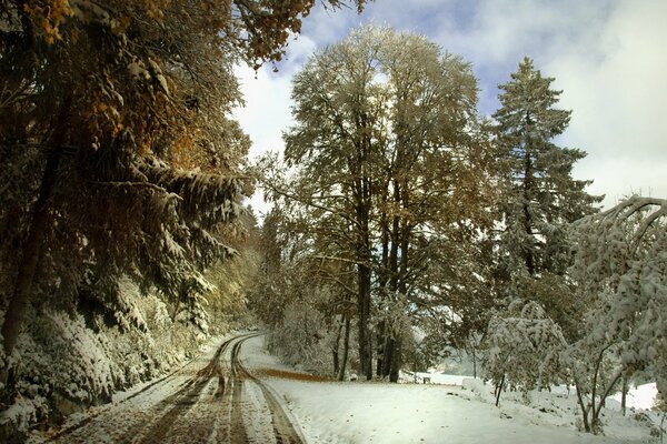 Straße in einem schönen Winterwald