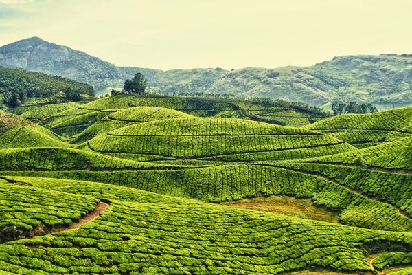 Tea plantation among the mountain hills