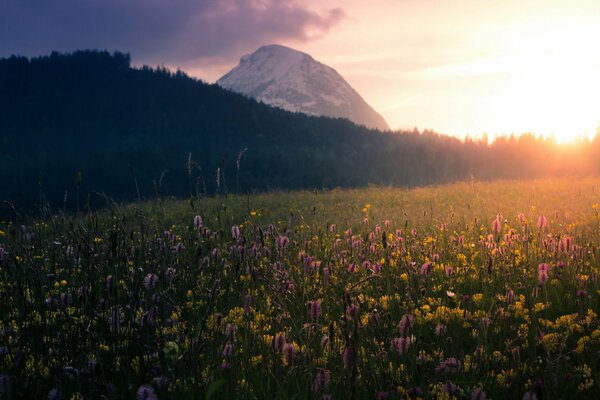 Schöne Morgenlandschaft. Feld, Blumen und Berge