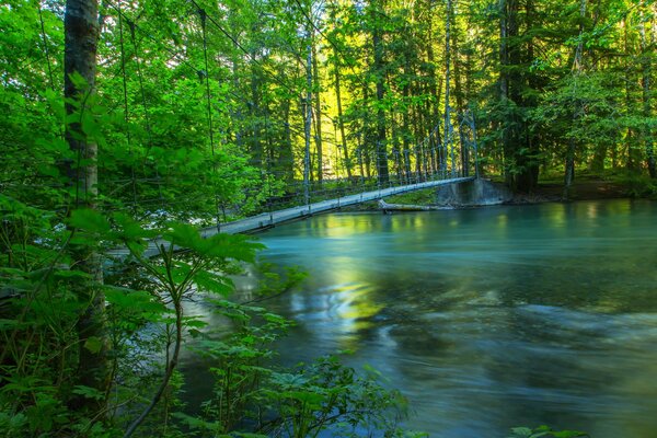 Brücke über einen ruhigen Waldfluss