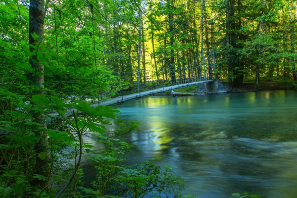 Puente sobre el tranquilo río forestal