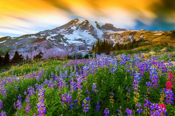 Bright lupines bloom near Mount Rainier Volcano