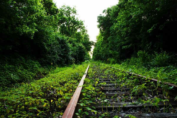 Forest and beautiful summer path