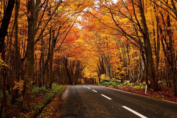 Paisaje de otoño en el camino al bosque