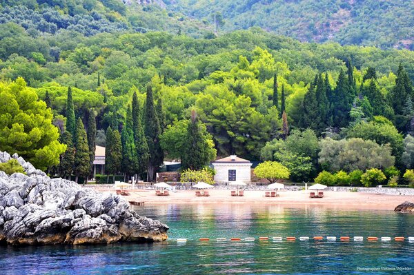 Cipressi sulla spiaggia di sabbia