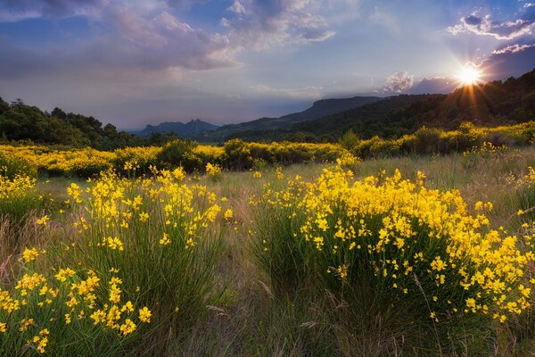 Paysage avec des fleurs jaunes dans le champ