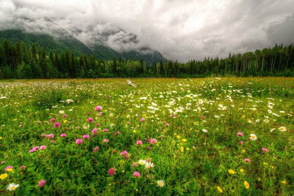 Flower field. Forest and cloudy sky
