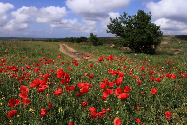 Campo con amapolas camino Taman