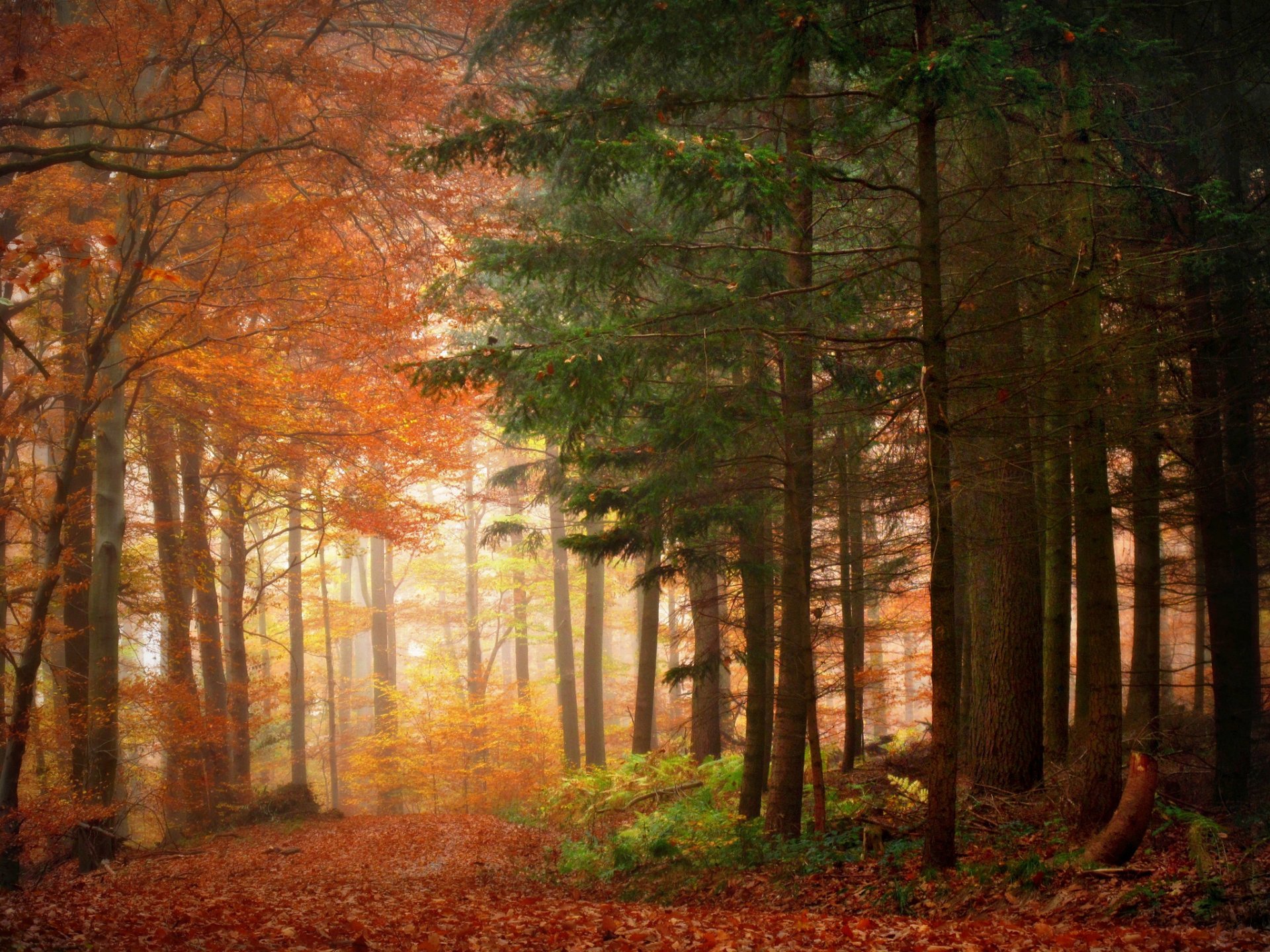 foresta alberi natura bellezza autunno mattina