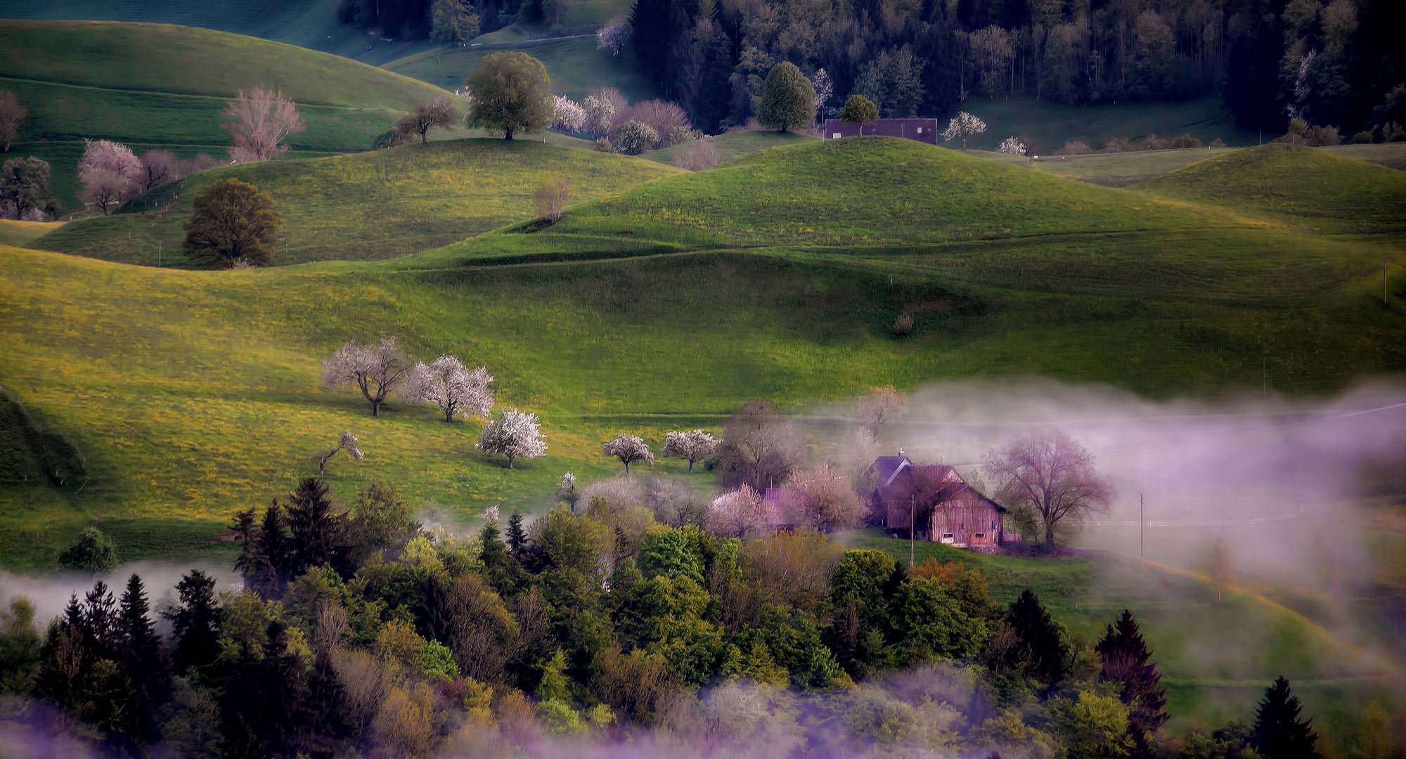 pring hills tree house fog