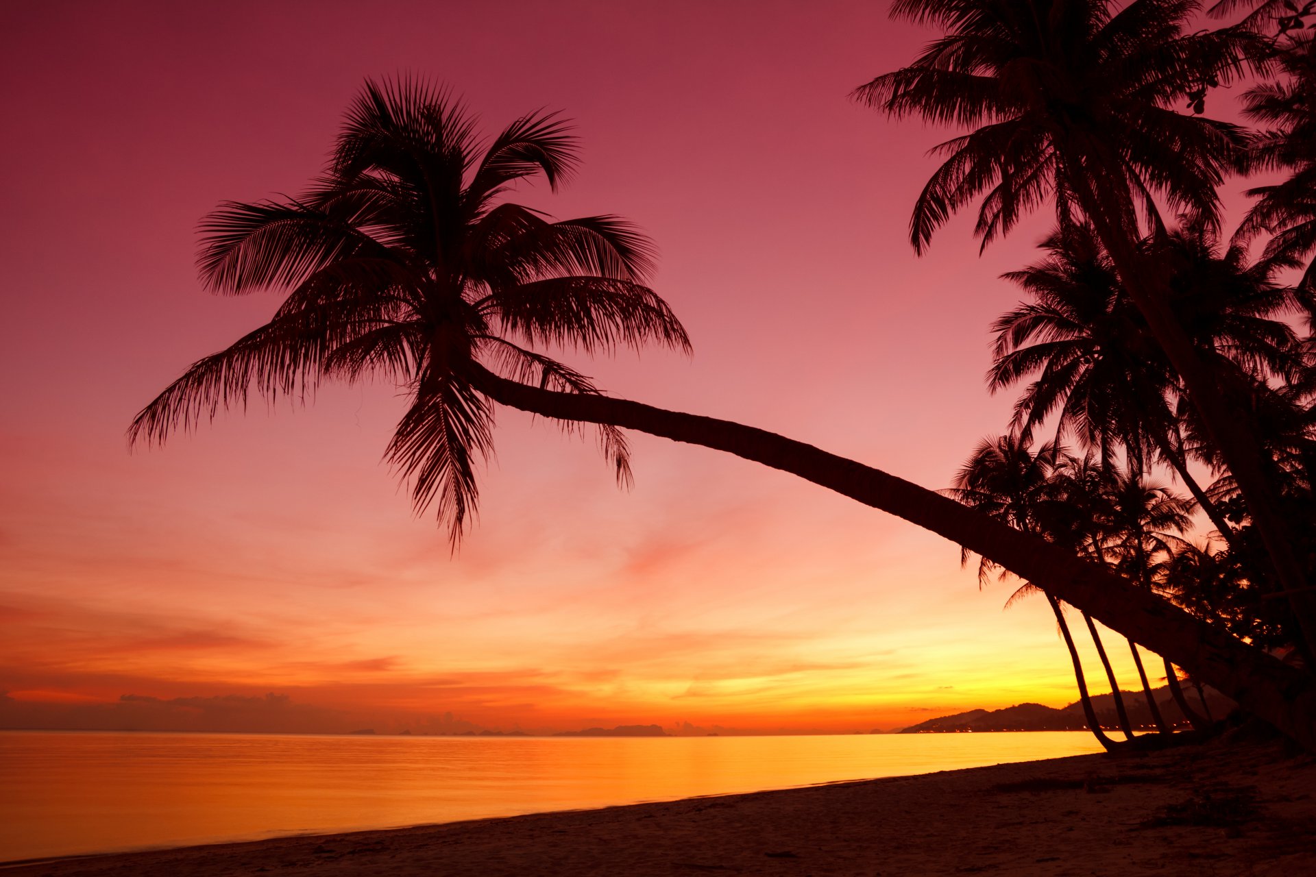 tropical sunset crying palm trees silhouette shore ocean sea beach beautiful scene nature landscape sky crying beautiful scene