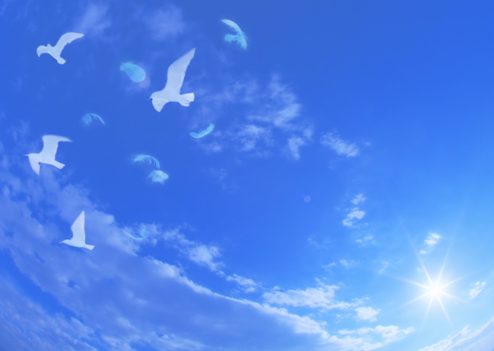 landschaft himmel blau wolken tauben weiß fliegen federn