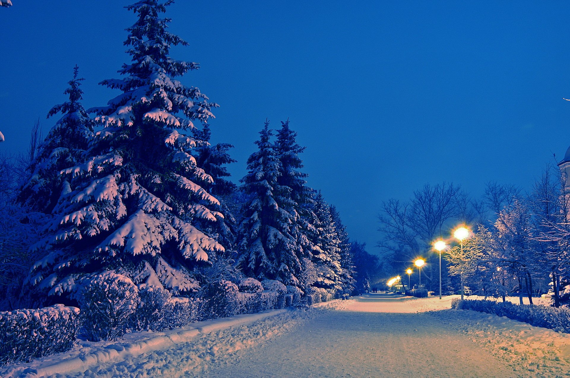 landscape winter snow spruce alley park night lamps road