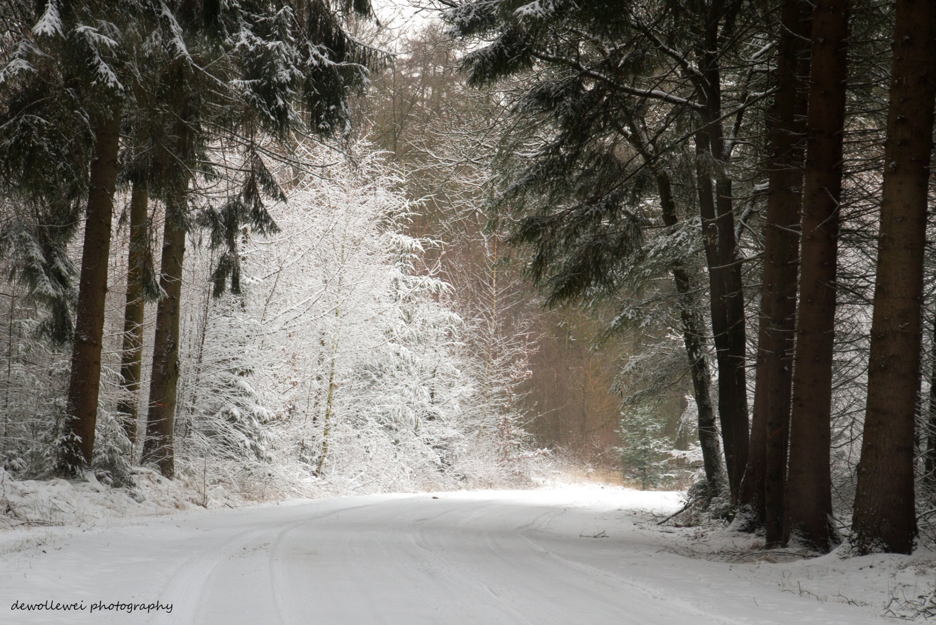 dewollewei forest winter pine road snow