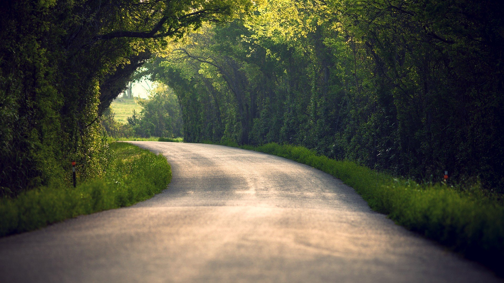 nature route arbres feuilles été