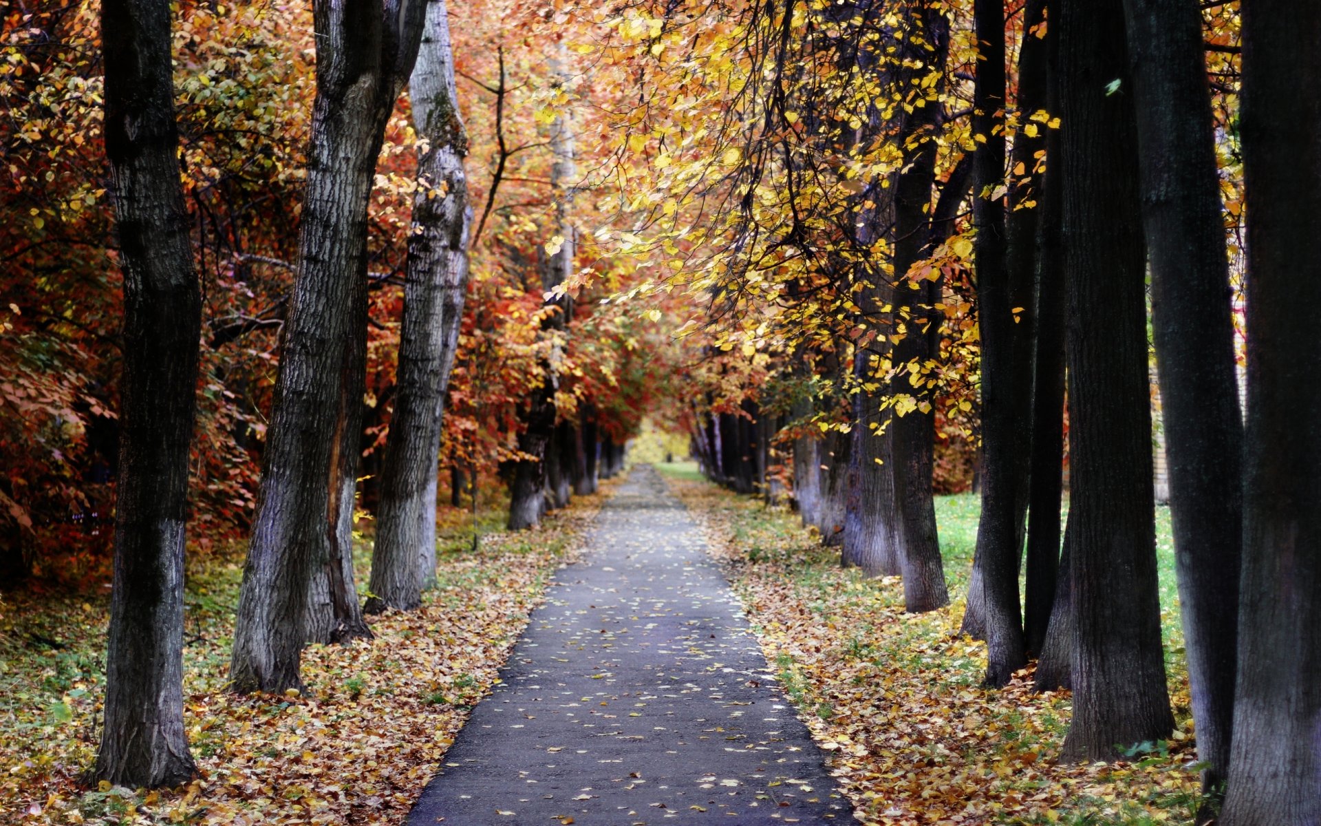 paisaje naturaleza otoño moscú