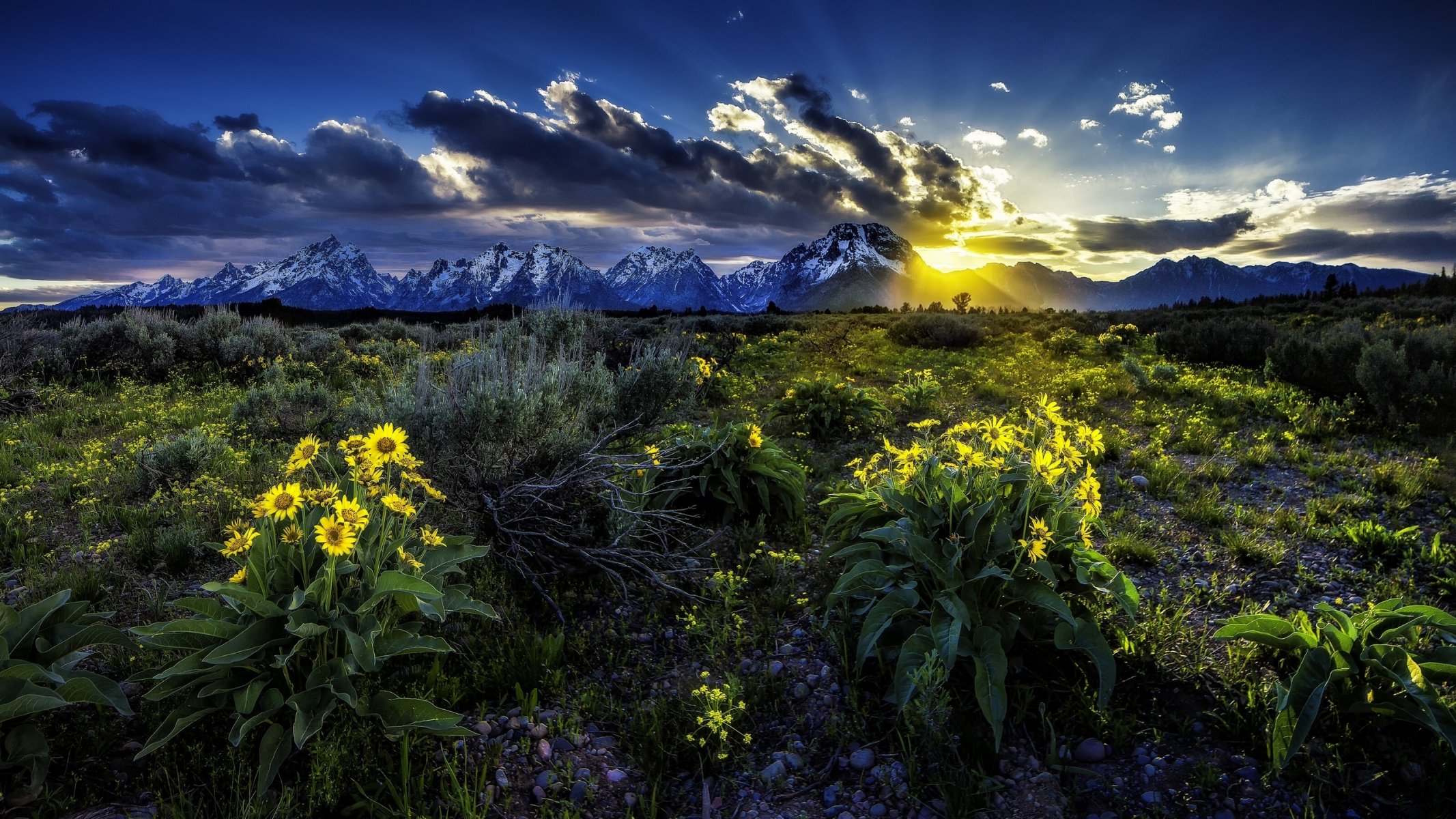 rocky mountains grand teton national park wyoming grand teton meadow flower balzamoriza dawn sunrise