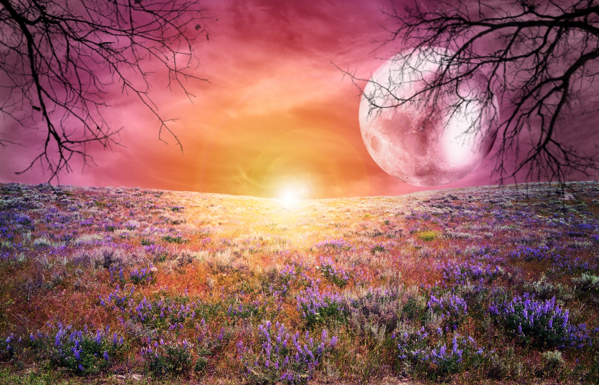 landschaft feld blumen sonnenuntergang bäume mond groß himmel