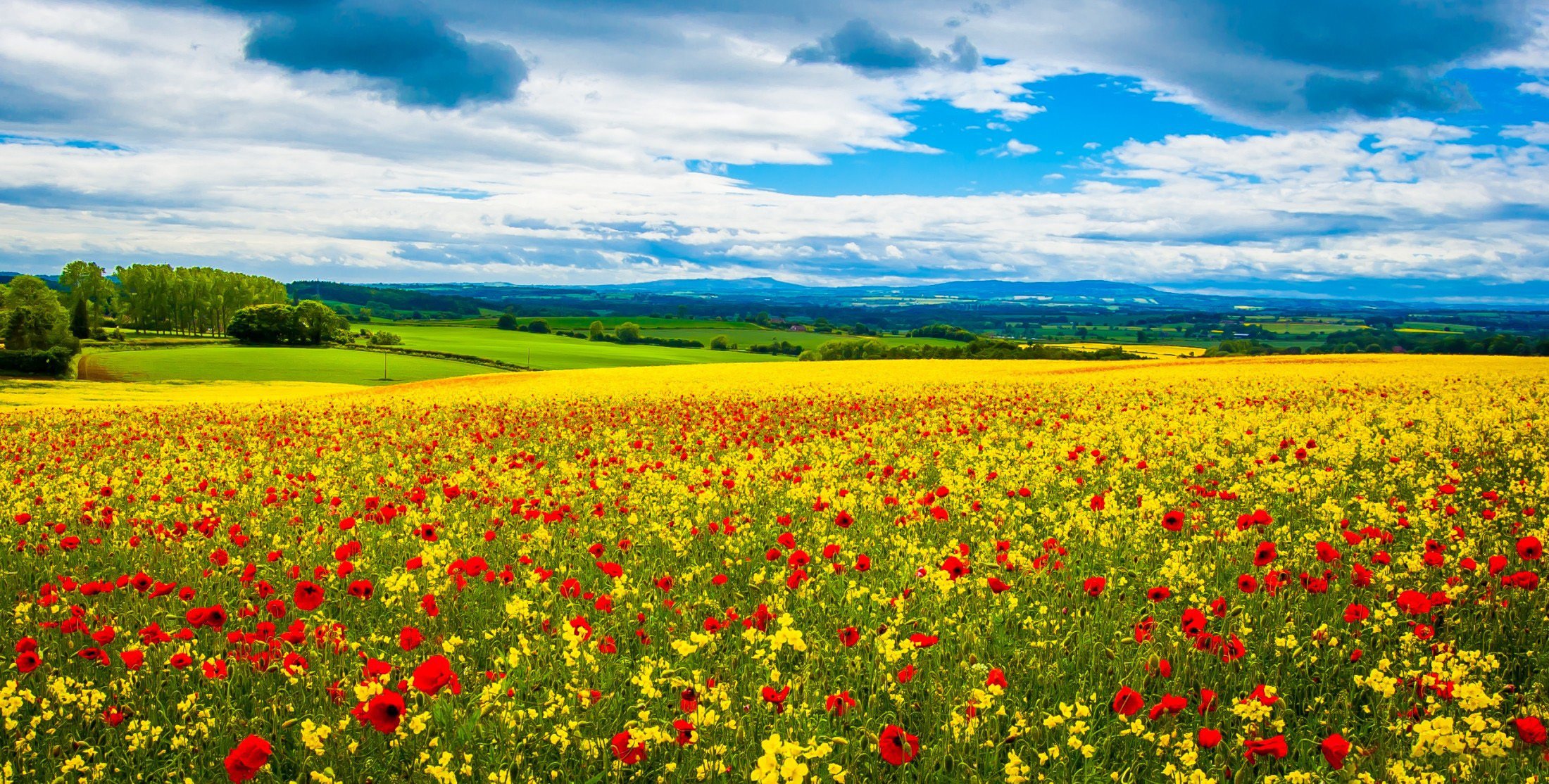 feld wiese horizont ferne blumen rot mohn narzisse hügel himmel wolken