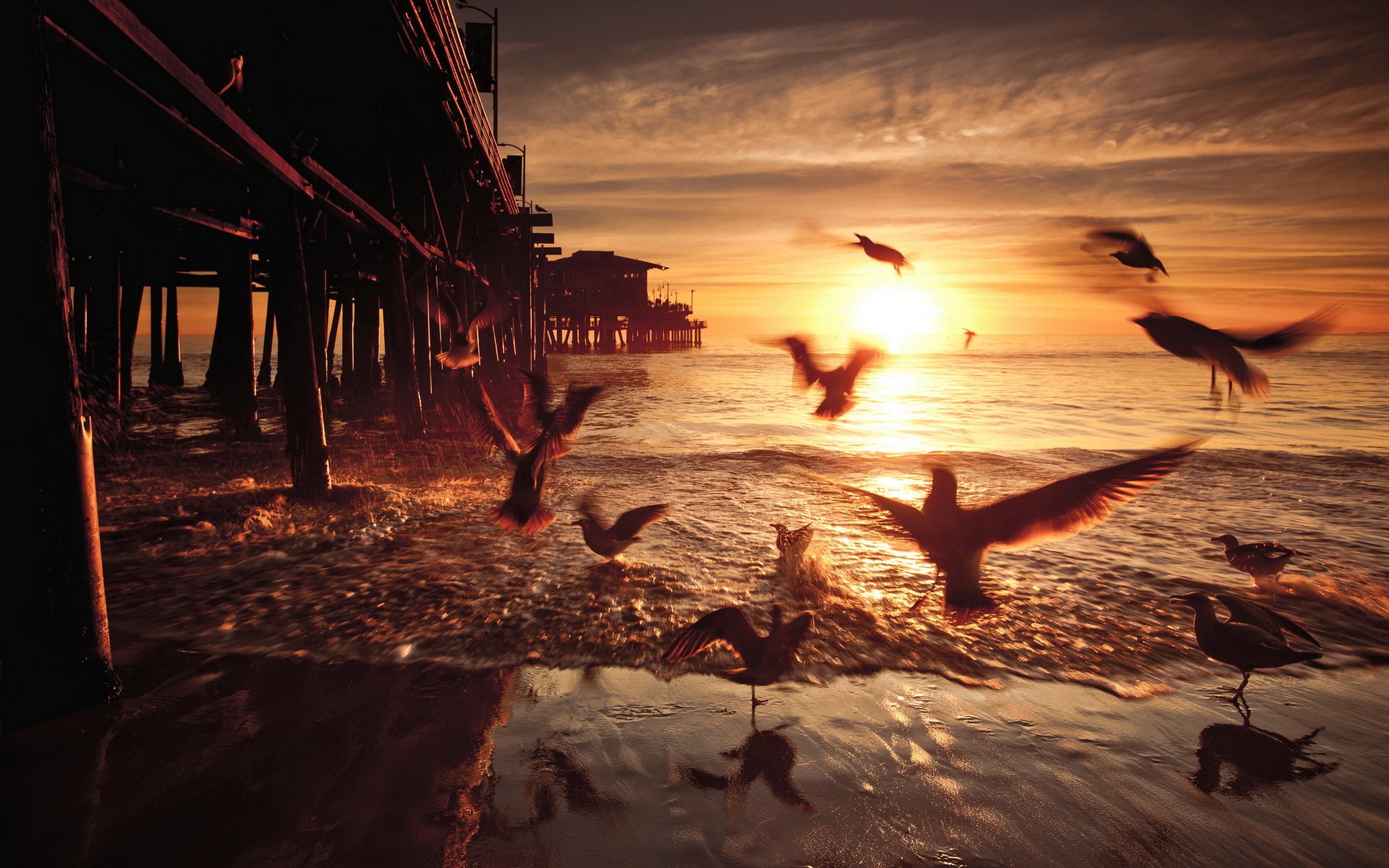 sonnenuntergang vögel brücke vereinigte staaten von amerika kalifornien santa monica