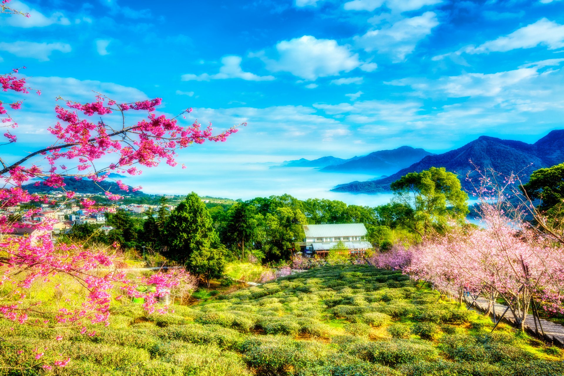 taiwan chine printemps sakura arbres fleurs verdure montagnes nuages ciel paysage