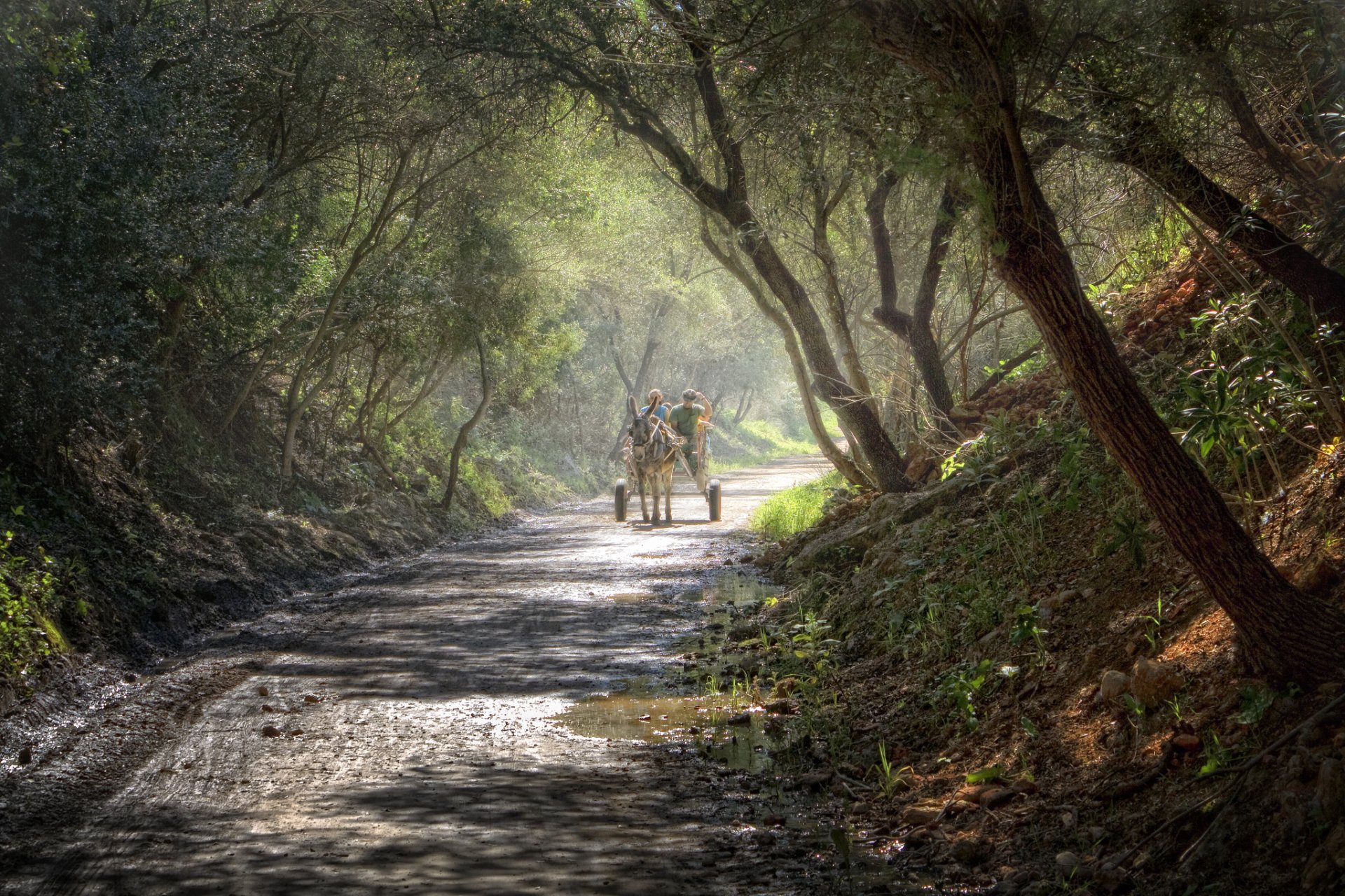 bosque carretera carro burro después de la lluvia