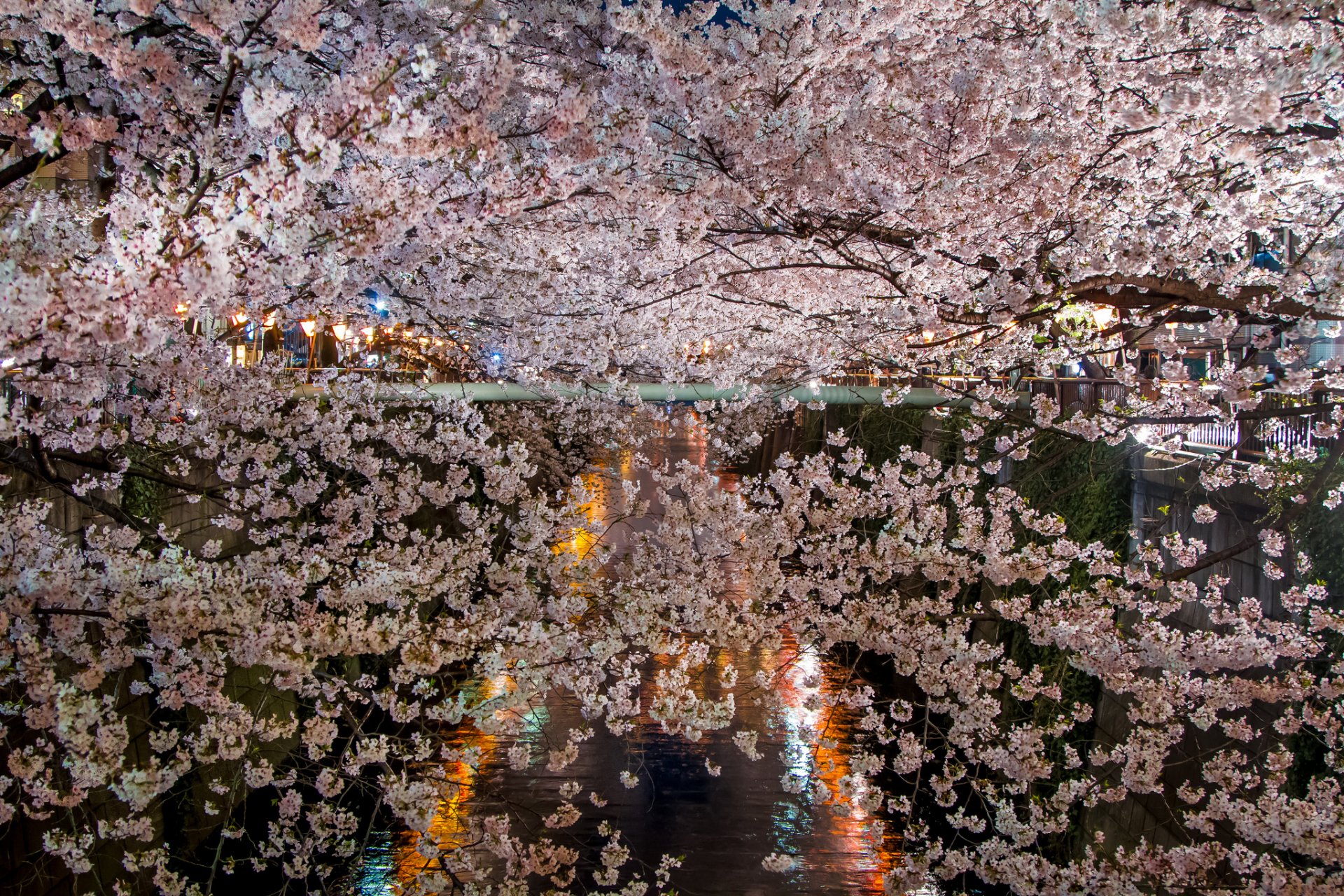 primavera fioritura sakura rami fiori lago notte illuminazione