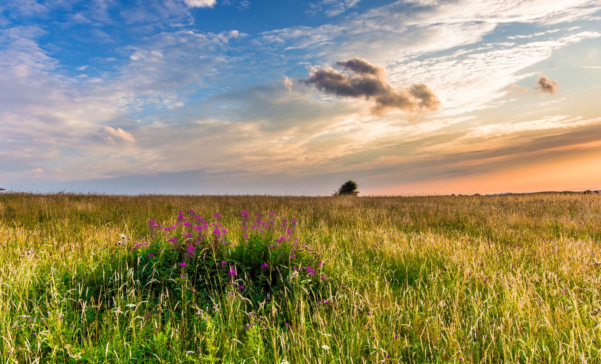 sussex de l ouest angleterre royaume-uni paysage nature champ herbe fleurs bruyère coucher de soleil soir