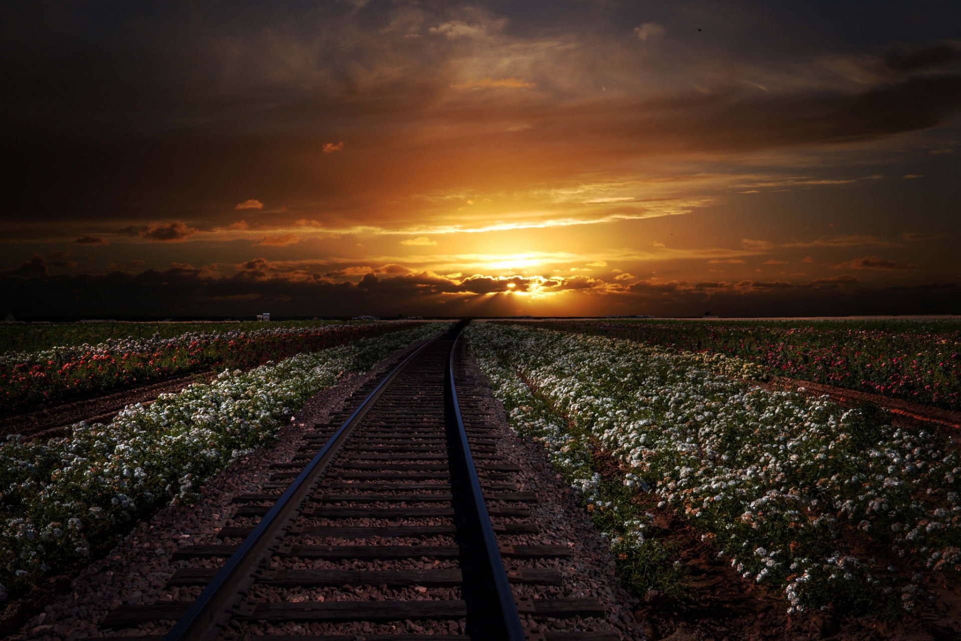 rails railroad of the field flower the distance sunset