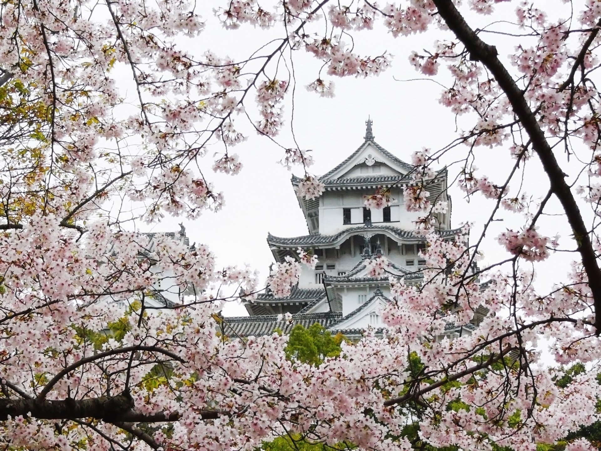 sakura paysage japon