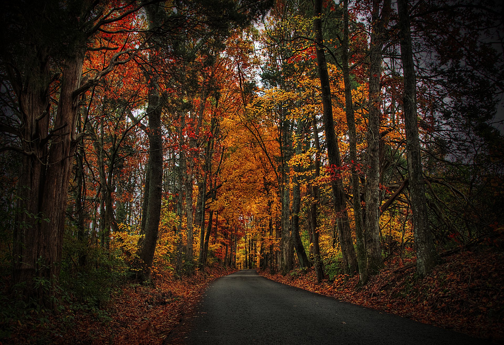 leaves trees forest park autumn walk hdr nature road