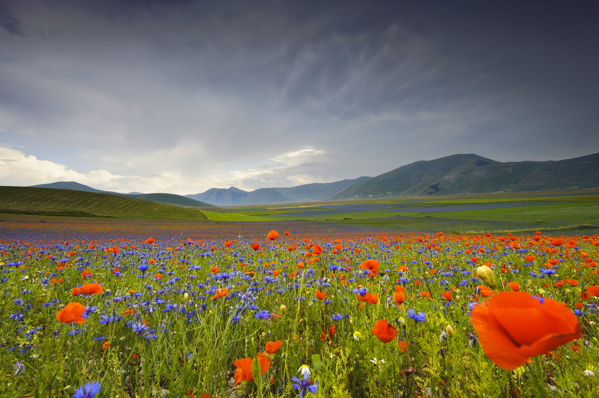 italien umbrien berge tal blumen mohnblumen kornblumen