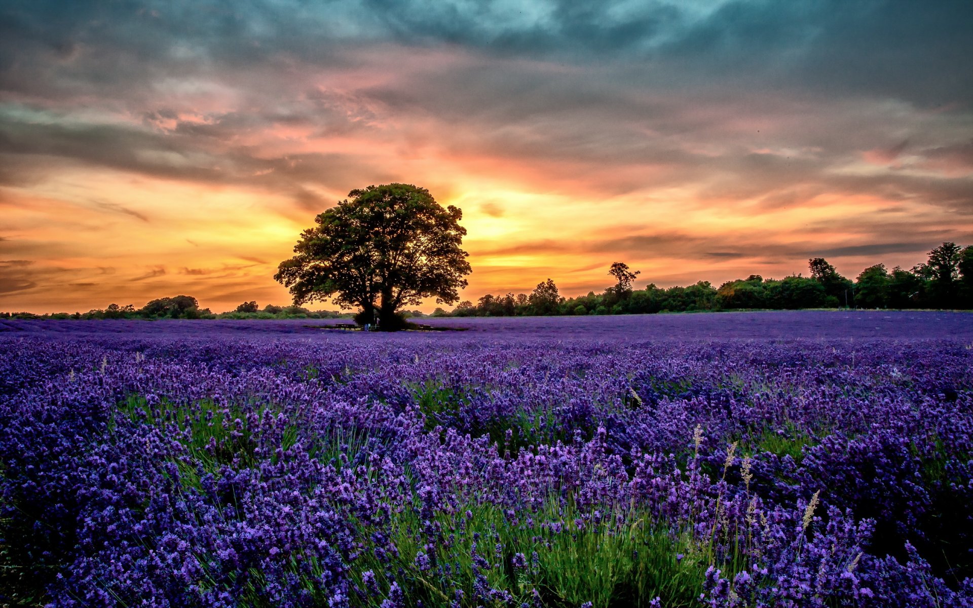 lavanda campo paisaje puesta de sol flores