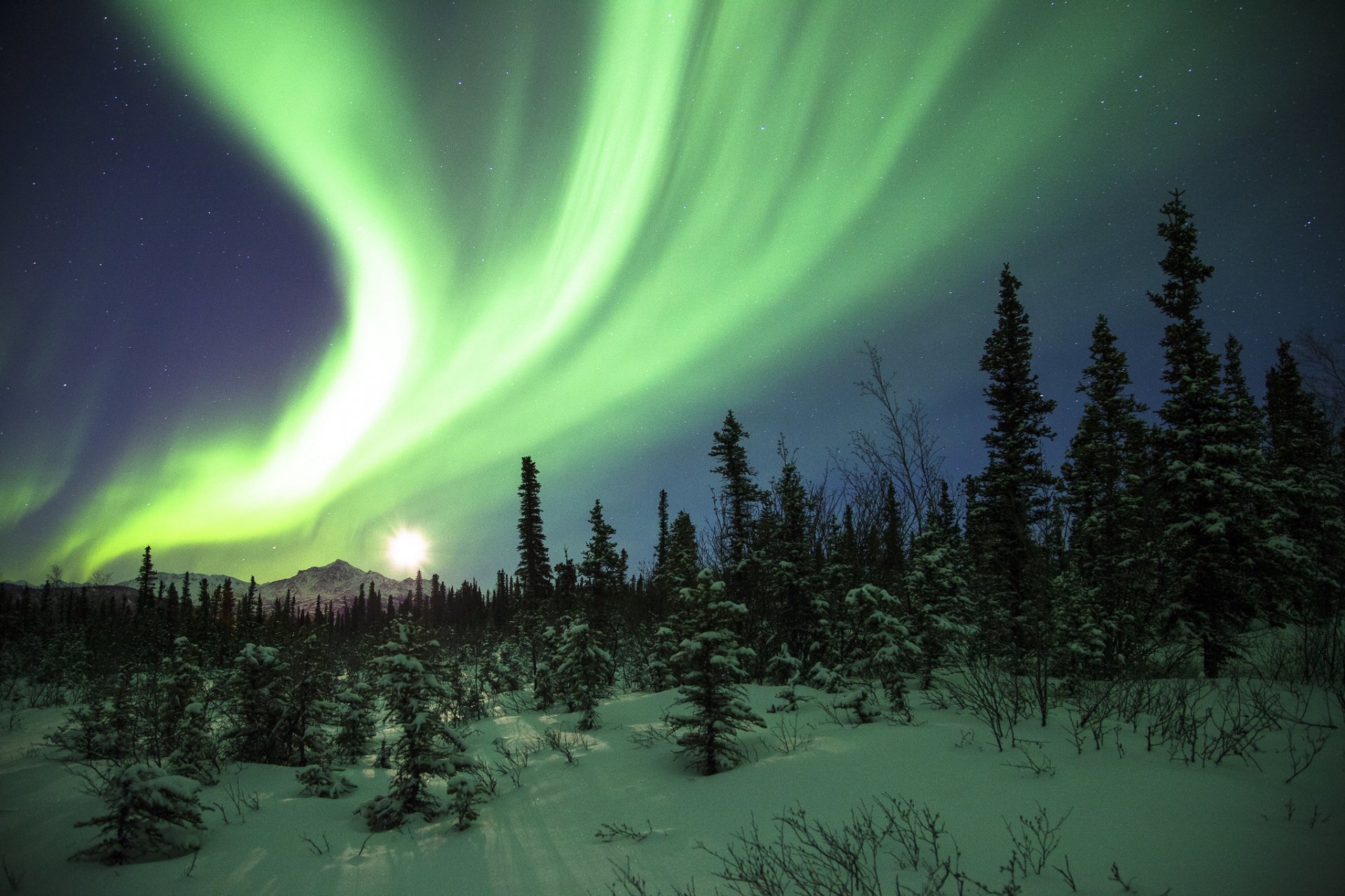 mountain forest snow night northern light