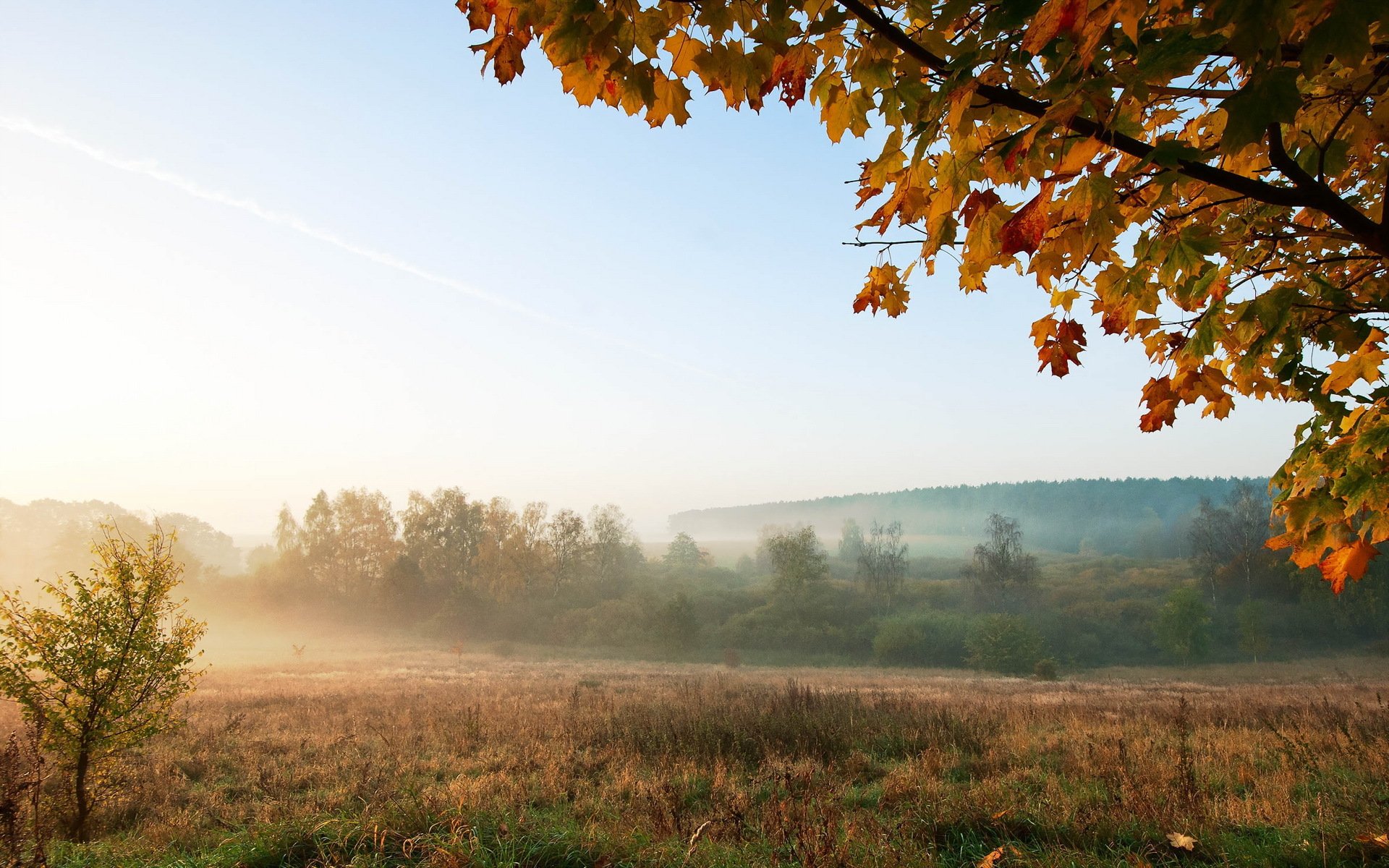 morgen feld nebel landschaft