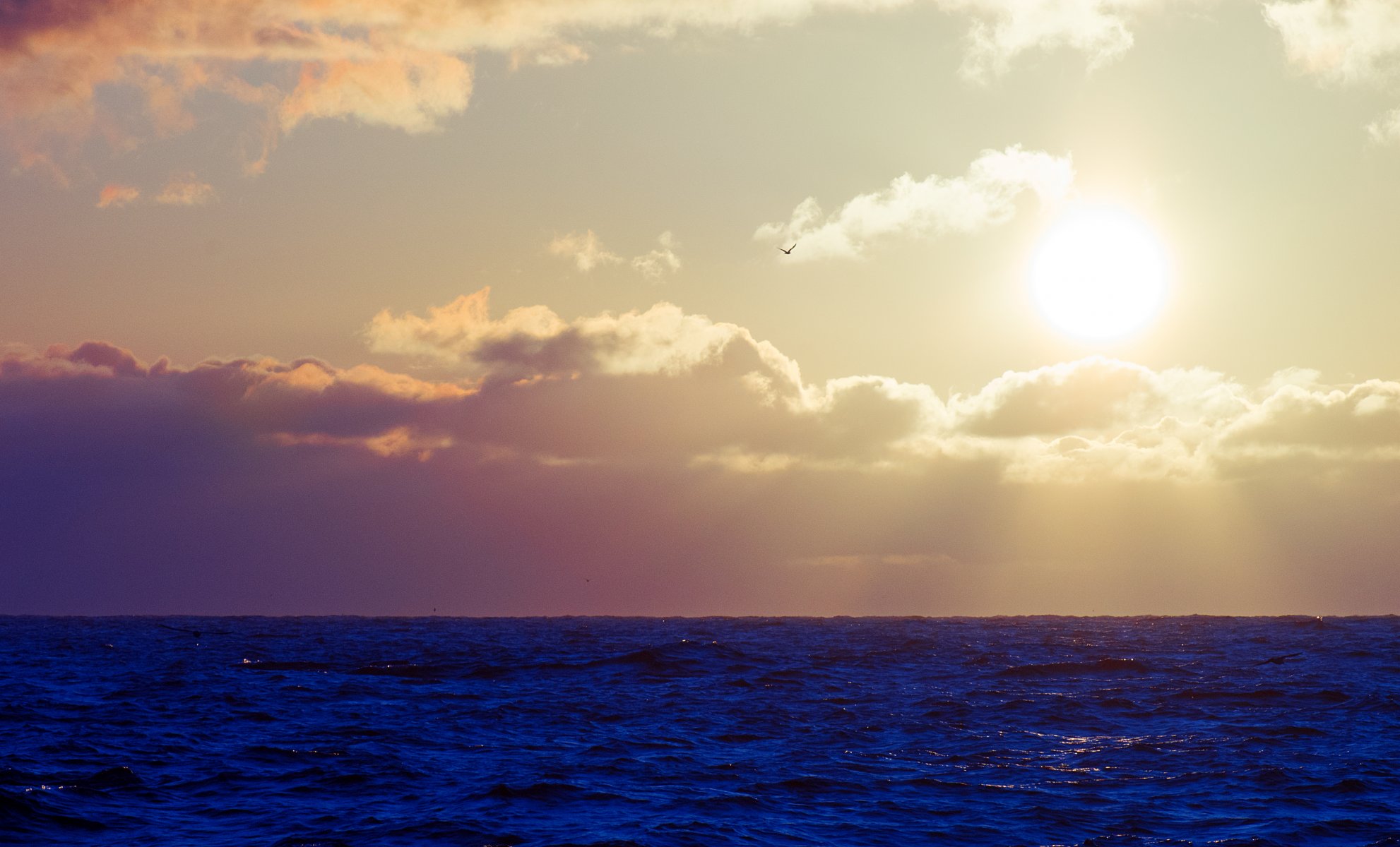 mer vagues ciel soleil nuages oiseau mouette