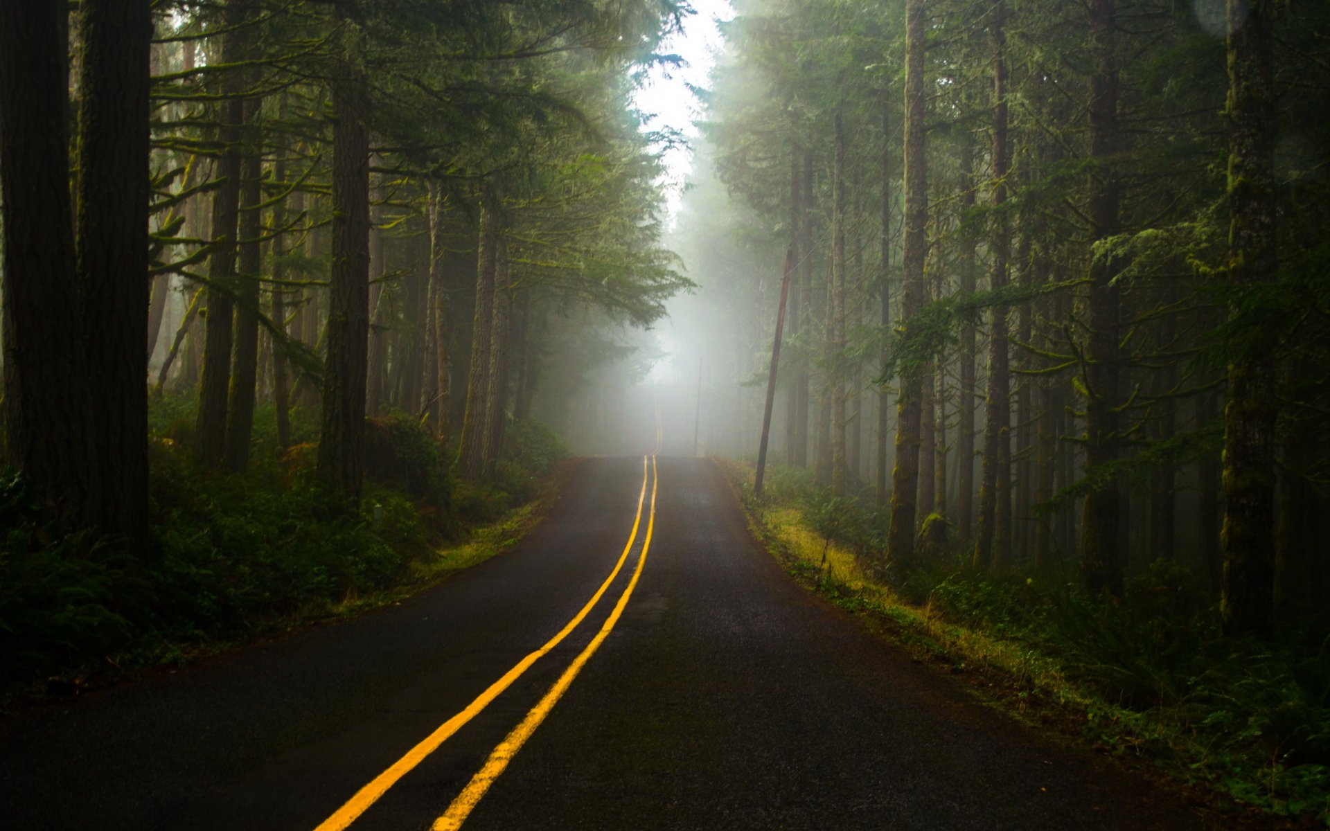 wald straße nebel