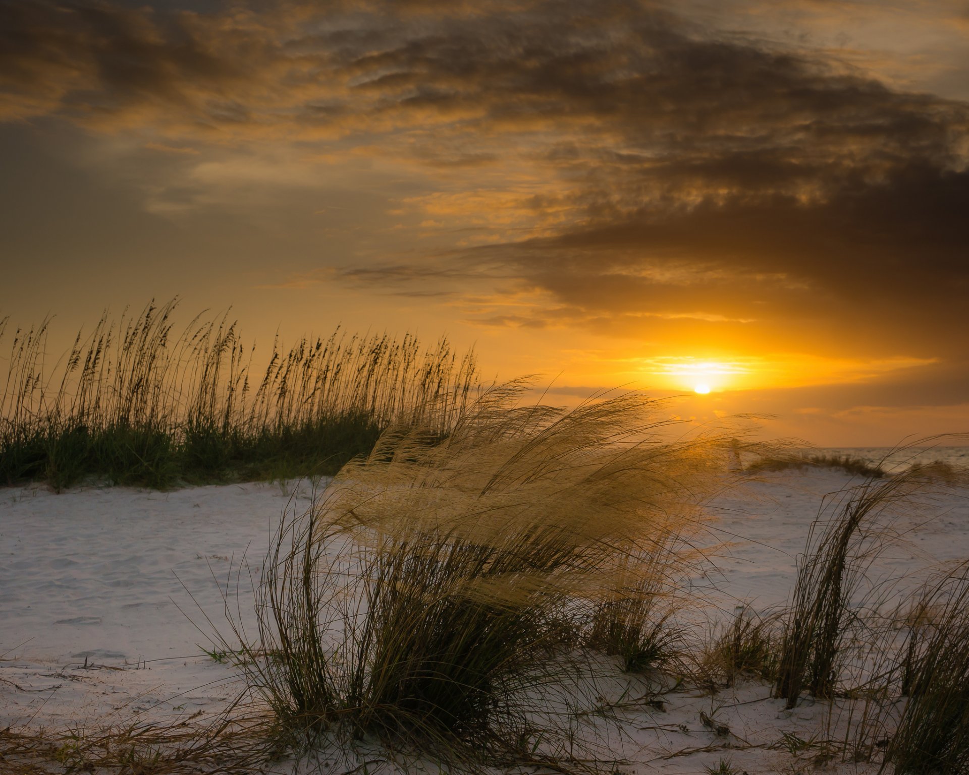 florida beach wind plants dune sun sunset winter