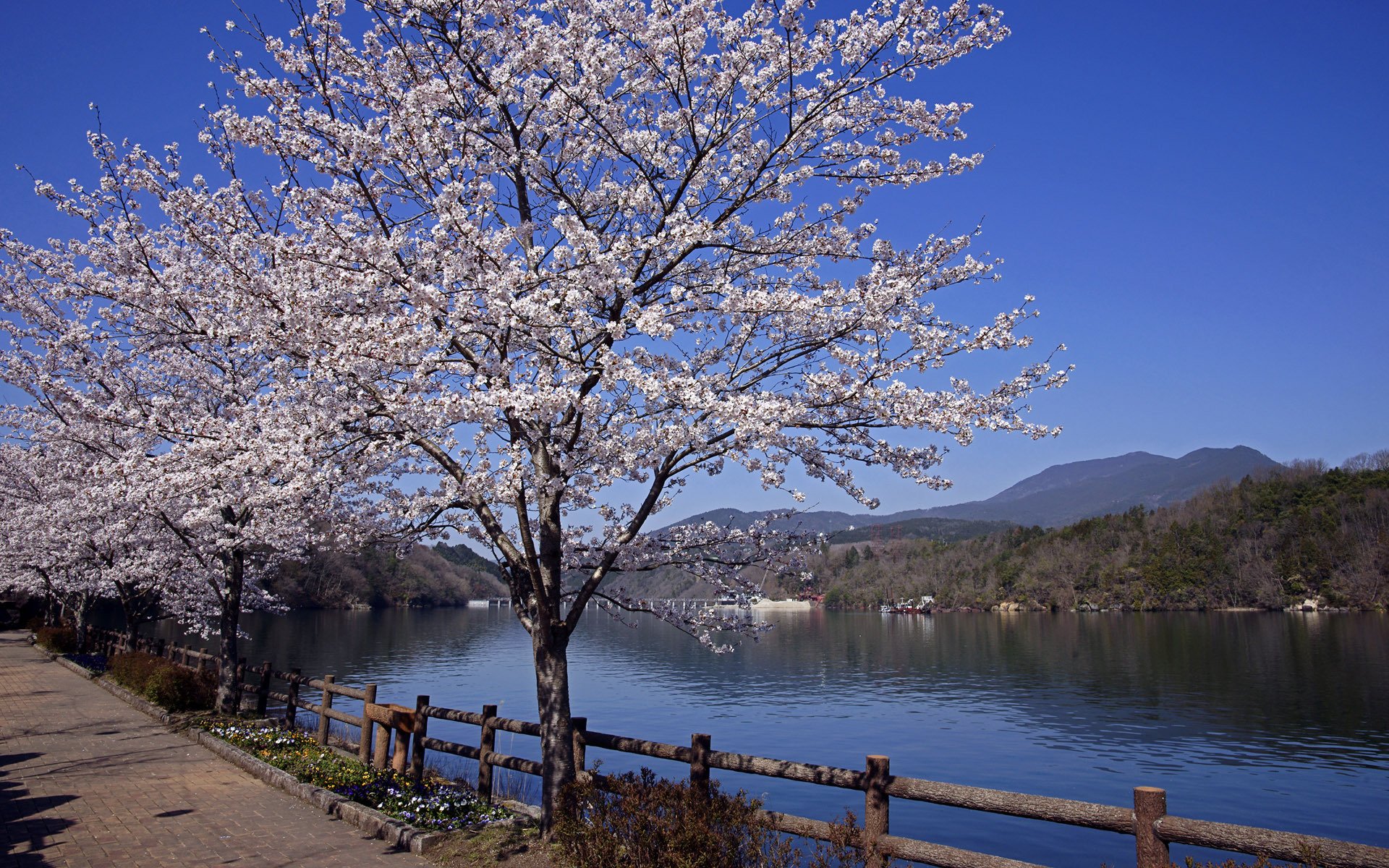 japan sakura spring river