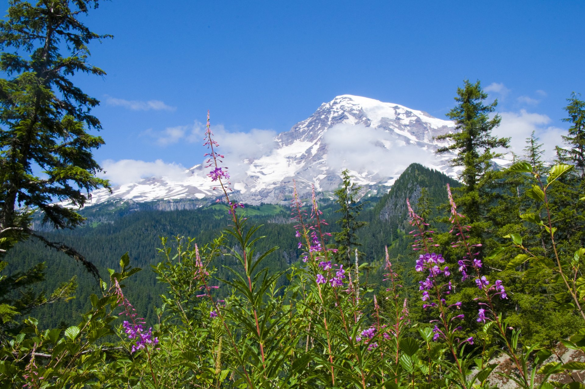 mount rainier national park national park mount rainier flower forest mountain