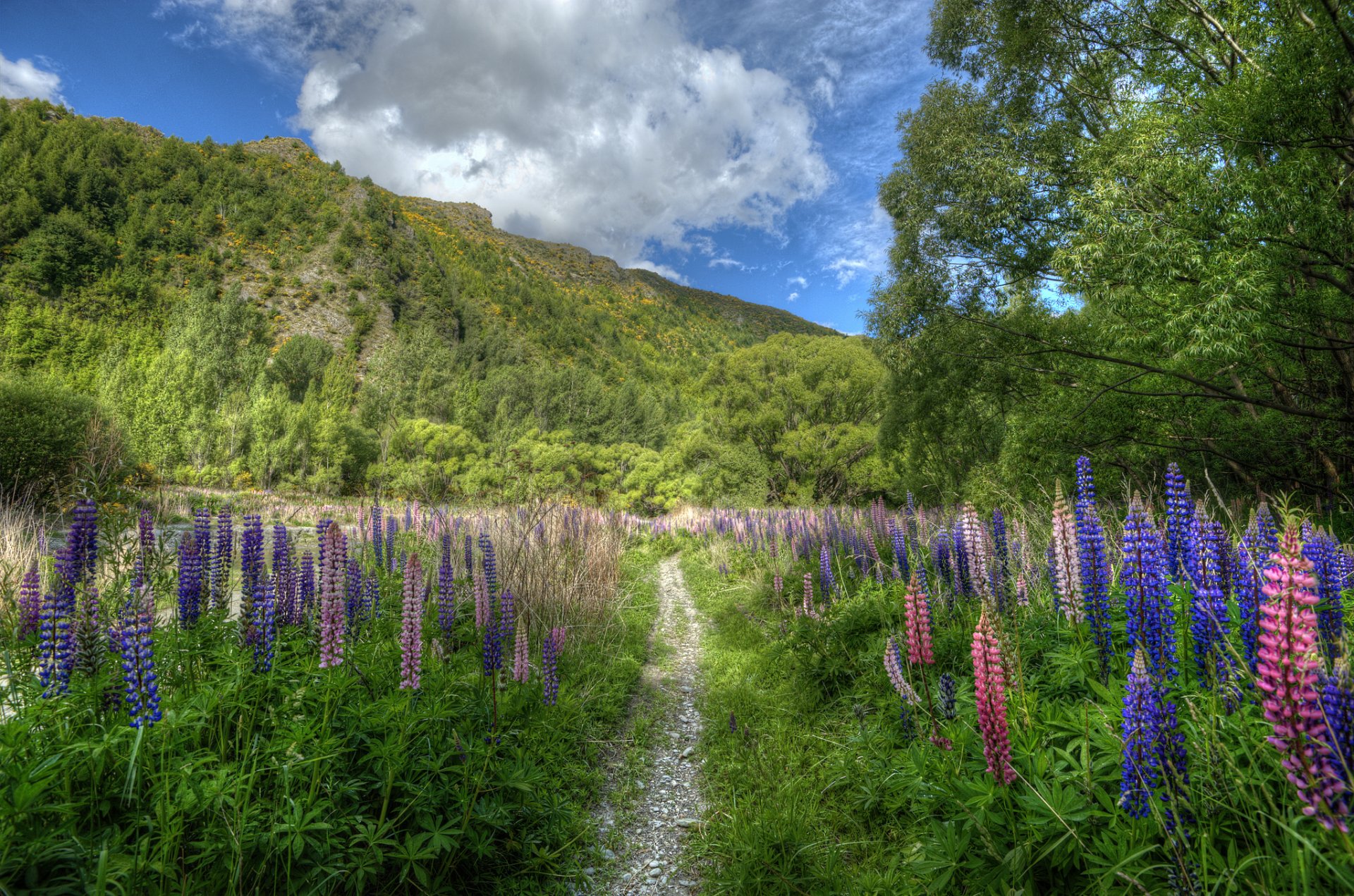 neuseeland berg blumen lupinen wanderweg