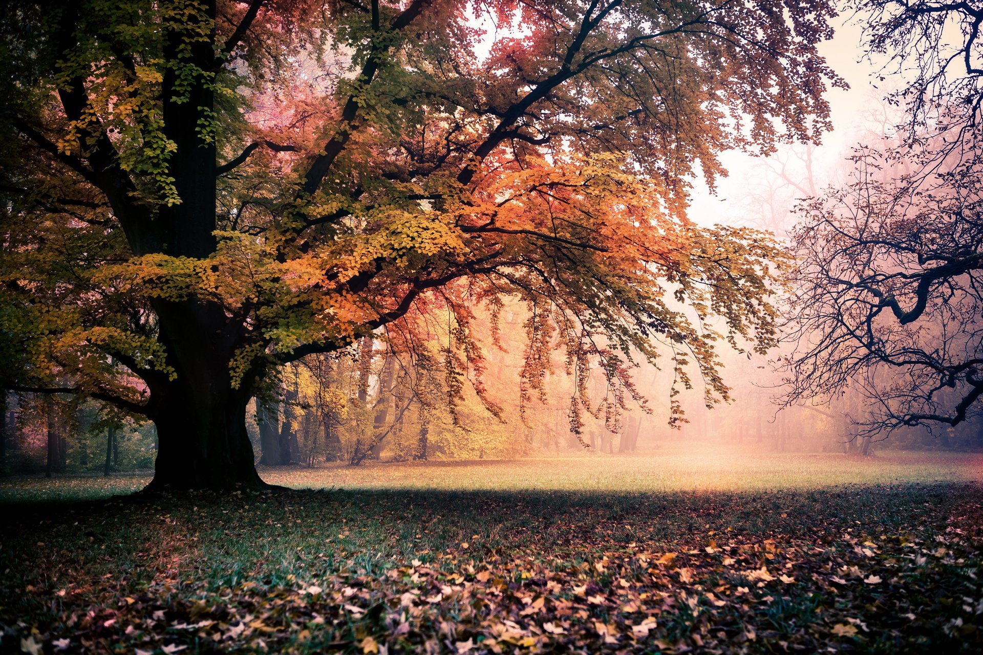 paesaggio autunno dorato alberi fogliame natura